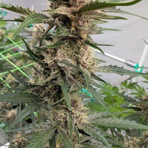 Nama's Threesome #1 growlog timeline photo