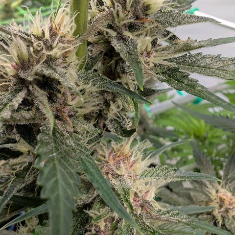Nama's Threesome #1 growlog timeline photo