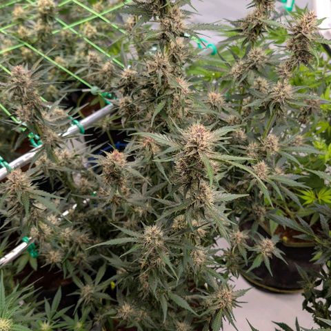 Nama's Threesome #1 growlog timeline photo