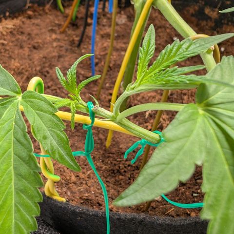 Blue Sunset  growlog timeline photo
