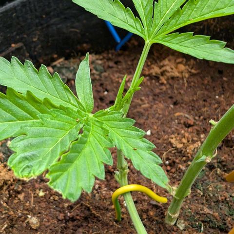 Blue Sunset  growlog timeline photo