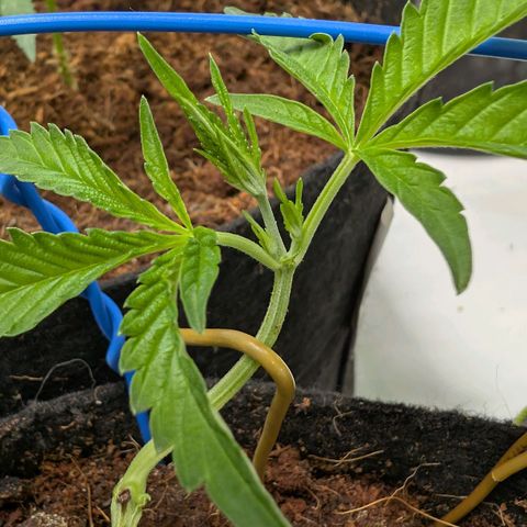 Blue Sunset  growlog timeline photo