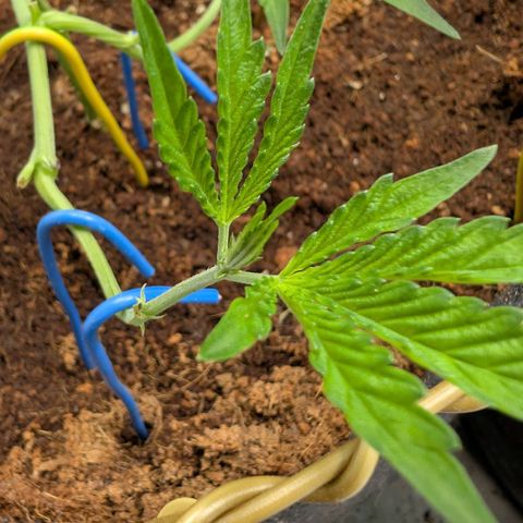 Blue Sunset  growlog timeline photo