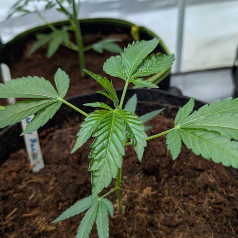 Cherry Bacio  growlog timeline photo