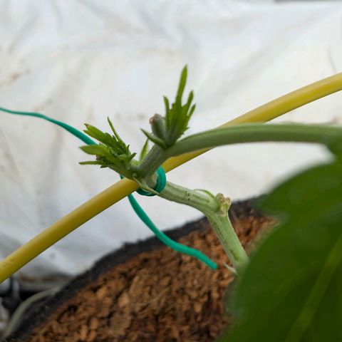 Cherry Bacio  growlog timeline photo