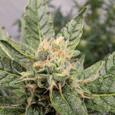 Papaya Cookies Auto  growlog timeline photo