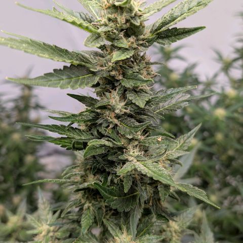 Papaya Cookies Auto  growlog timeline photo