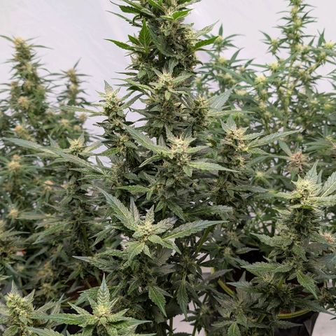 Papaya Cookies Auto  growlog timeline photo