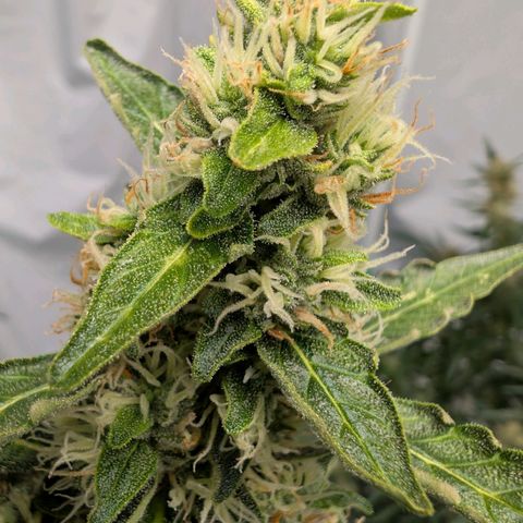 Gorilla Zkittlez Auto growlog timeline photo