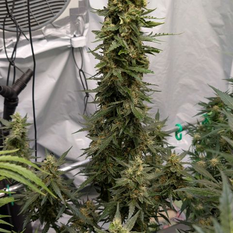 Gorilla Zkittlez Auto growlog timeline photo