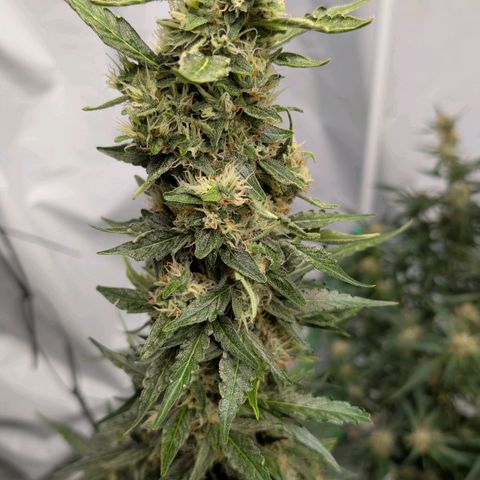 Gorilla Zkittlez Auto growlog timeline photo