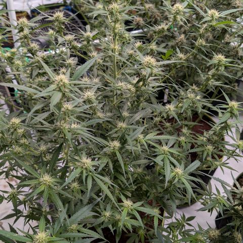 Nama's Threesome #3 growlog timeline photo