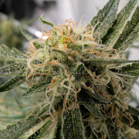 Nama's Threesome #2 growlog timeline photo
