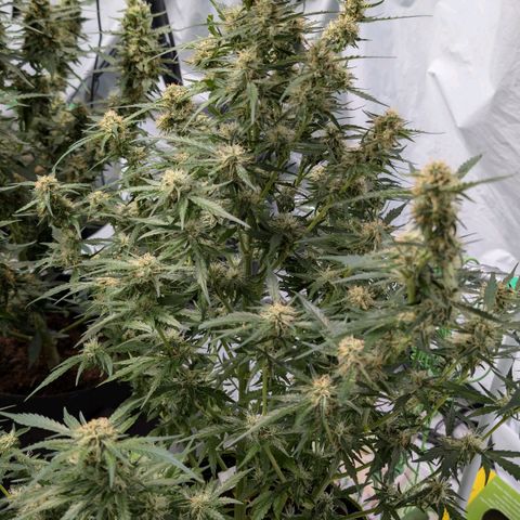 Nama's Threesome #2 growlog timeline photo