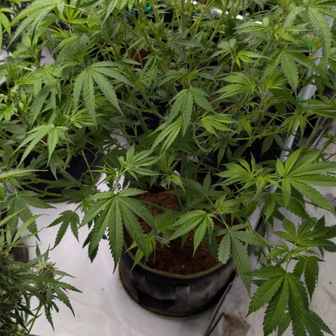 Citrus Fuel (Semi) Automatic growlog timeline photo