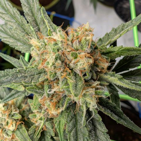 Mimosa Sunrise XXL Automatik  growlog timeline photo