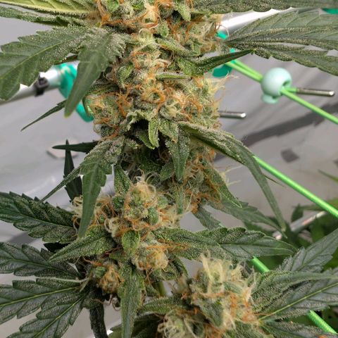 Mimosa Sunrise XXL Automatik  growlog timeline photo