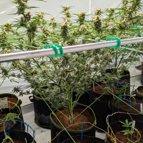 Mimosa Sunrise XXL Automatik  growlog timeline photo