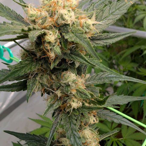 Mimosa Sunrise XXL Automatik  growlog timeline photo