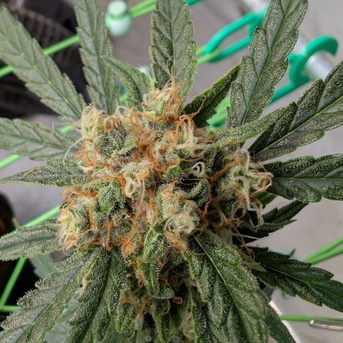 Mimosa Sunrise XXL Automatik  growlog timeline photo
