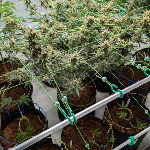 Mimosa Sunrise XXL Automatik  growlog timeline photo