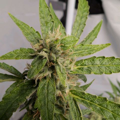 Blueberry Candiez growlog timeline photo