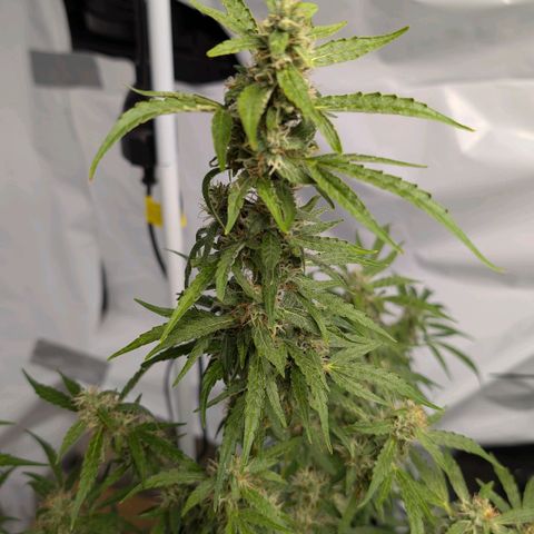 Blueberry Candiez growlog timeline photo