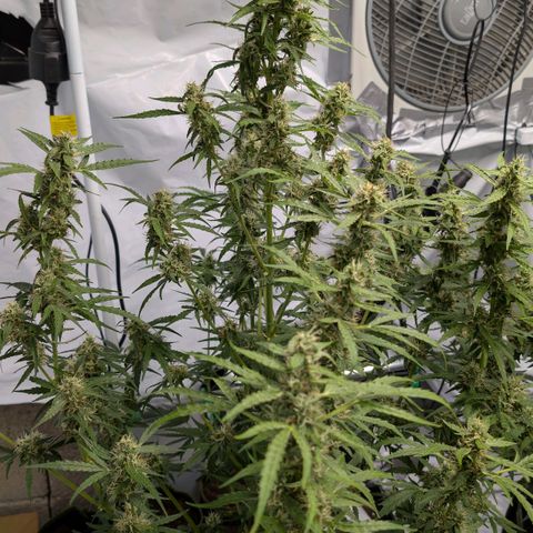 Blueberry Candiez growlog timeline photo