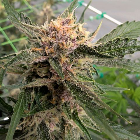 Nama's Threesome #1 growlog timeline photo