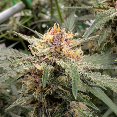 Nama's Threesome #1 growlog timeline photo
