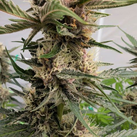 Nama's Threesome #1 growlog timeline photo