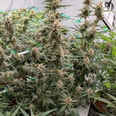 Nama's Threesome #1 growlog timeline photo