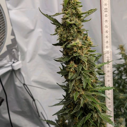 Gorilla Zkittlez Auto growlog timeline photo