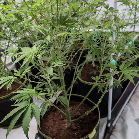 Citrus Fuel (Semi) Automatic growlog timeline photo