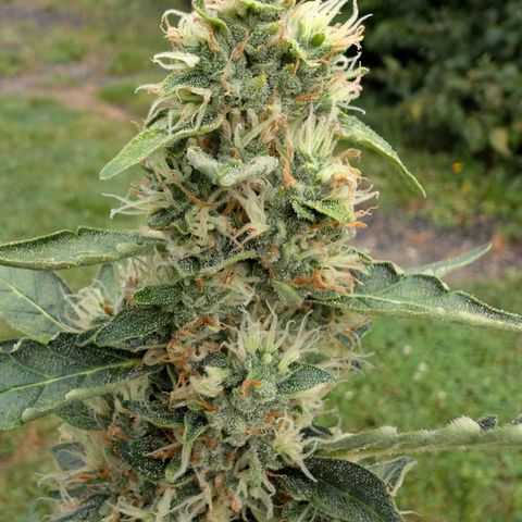 Gorilla Zkittlez Auto growlog timeline photo