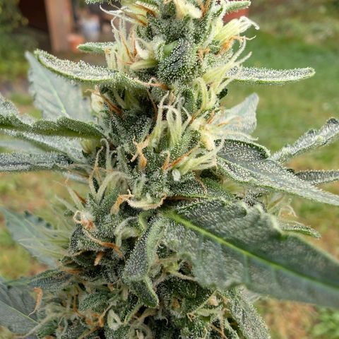 Gorilla Zkittlez Auto growlog timeline photo