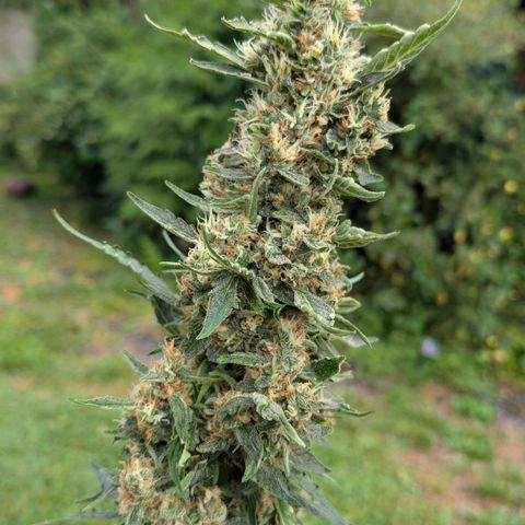 Gorilla Zkittlez Auto growlog timeline photo