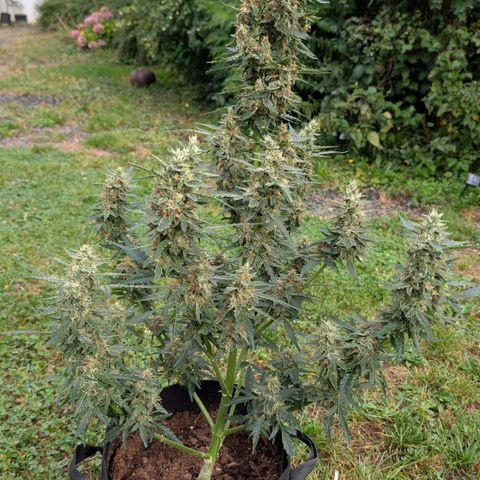 Gorilla Zkittlez Auto growlog timeline photo