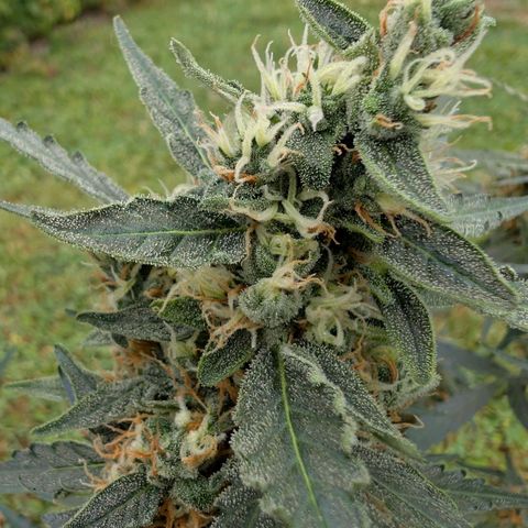 Gorilla Zkittlez Auto growlog timeline photo