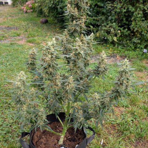 Gorilla Zkittlez Auto growlog timeline photo