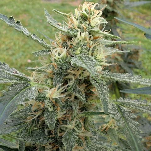 Gorilla Zkittlez Auto growlog timeline photo