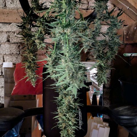 Gorilla Zkittlez Auto growlog timeline photo