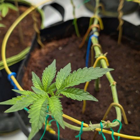 Blue Sunset  growlog timeline photo