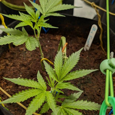 Blue Sunset  growlog timeline photo