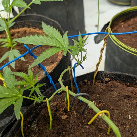 Blue Sunset  growlog timeline photo