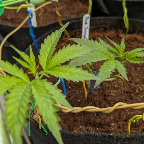 Blue Sunset  growlog timeline photo