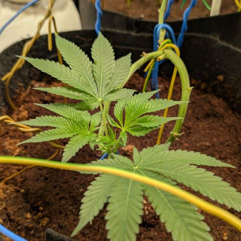 Cherry Bacio  growlog timeline photo