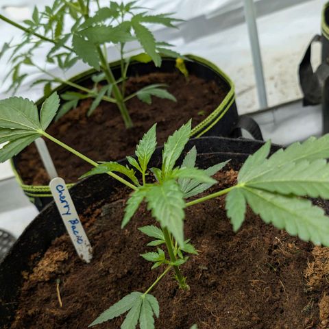 Cherry Bacio  growlog timeline photo
