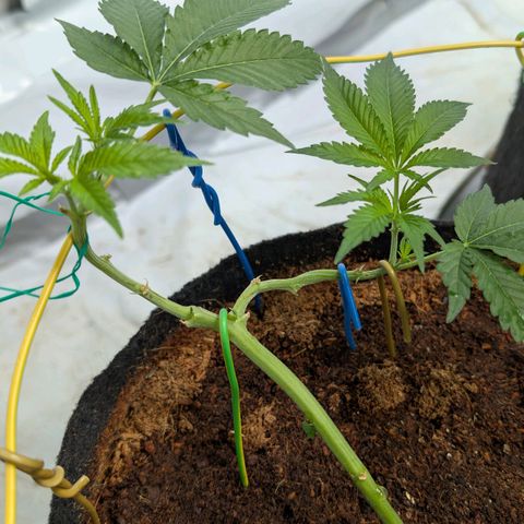 Cherry Bacio  growlog timeline photo