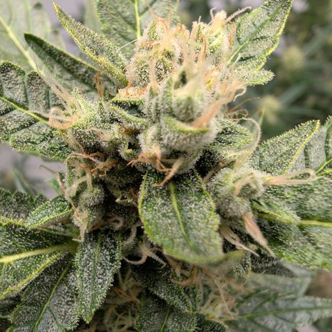 Papaya Cookies Auto  growlog timeline photo